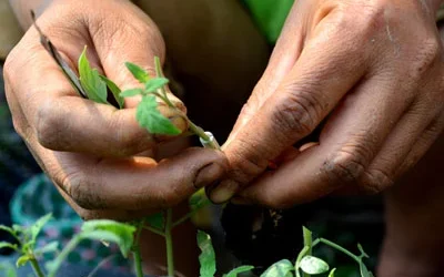 propagating-plants-1